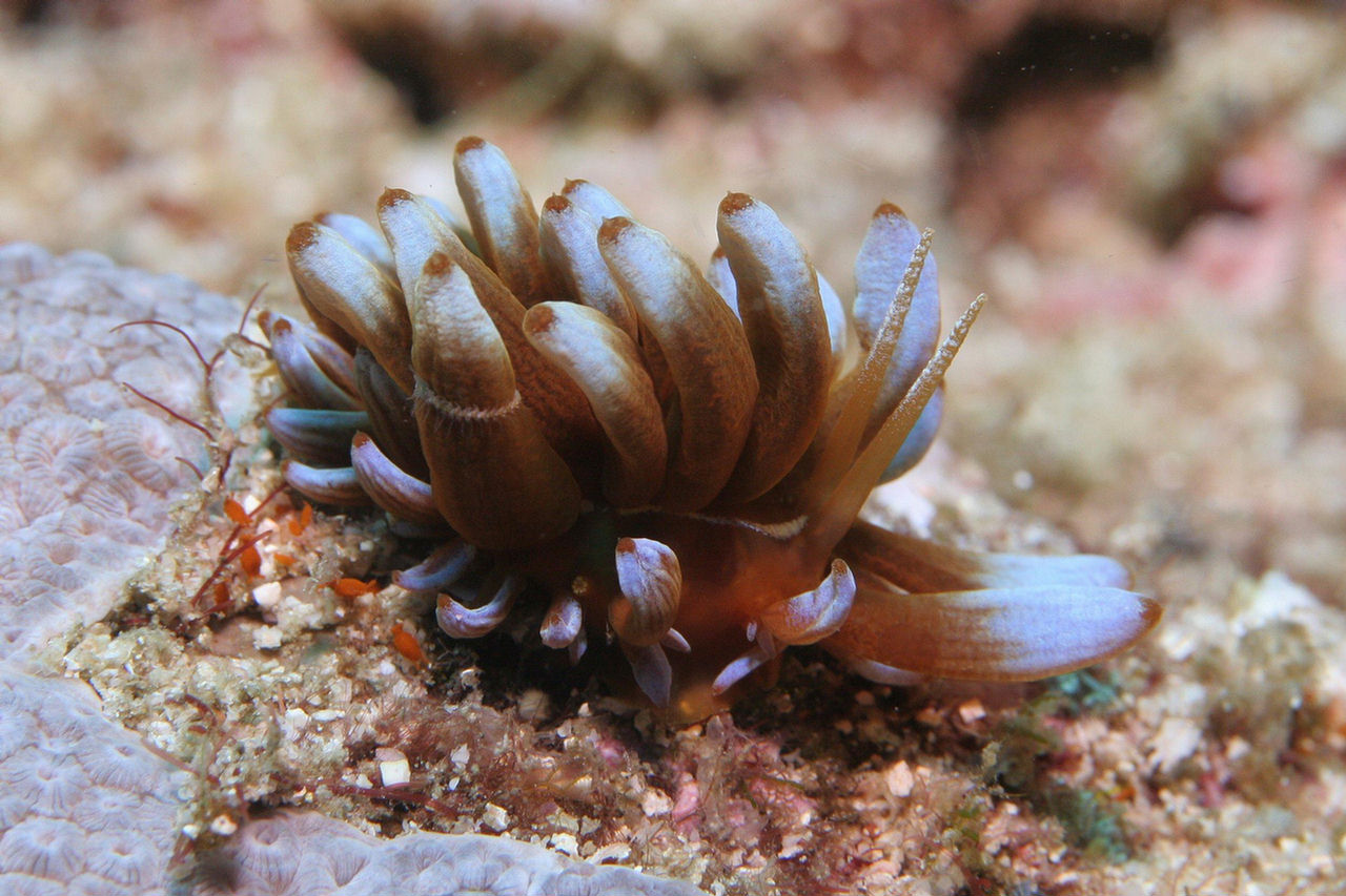 Phyllodesmium kabira